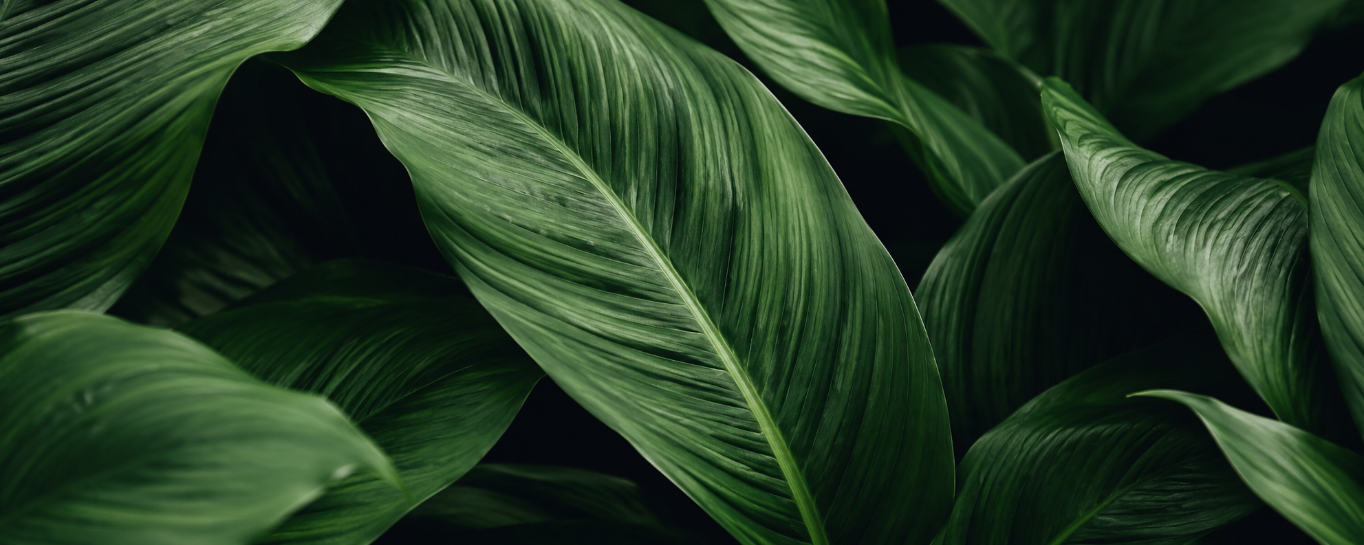 Green Leaves